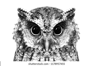 Photo of an Owl in macro photography, high resolution photo of owl cub. The bureaucratic owl, also called field-buckthorn, field owl, owl-owl, buck-owl, owl-owl, guede, urucura, urucurian and urucuriá - Shutterstock ID 1178957455