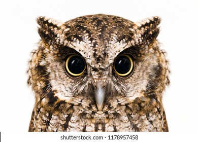 Photo of an Owl in macro photography, high resolution photo of owl cub. The bureaucratic owl, also called field-buckthorn, field owl, owl-owl, buck-owl, owl-owl, guede, urucura, urucurian and urucuriá - Powered by Shutterstock