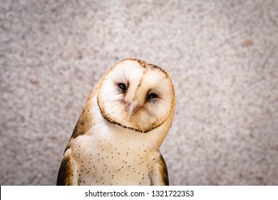 Photo of an owl in macro photography, high resolution owl cub photo. Owl of the Towers (Tyto furcata or Tyto alba), Also known as church owl. Face of an bird.