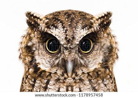 Photo of an Owl in macro photography, high resolution photo of owl cub. The bureaucratic owl, also called field-buckthorn, field owl, owl-owl, buck-owl, owl-owl, guede, urucura, urucurian and urucuriá