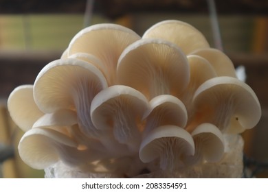 photo of oyster mushrooms in cultivation, this photo is useful for flora websites and flora blogs, flora photography
 - Shutterstock ID 2083354591