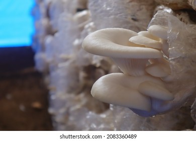 photo of oyster mushrooms in cultivation, this photo is useful for flora websites and flora blogs, flora photography
 - Shutterstock ID 2083360489