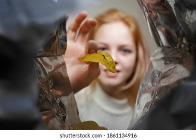 photo of a pack of potato chips. red-haired beautiful girl with appetite takes chips from the bag