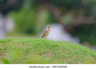 photo of "Paddyfield pipit" in the habitat