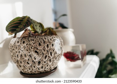 A Photo Of A Painted Plant Pot On A White Shelf With Other Decorative Objects In A White Room