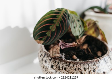 A Photo Of A Painted Plant Pot On A White Shelf In A White Room