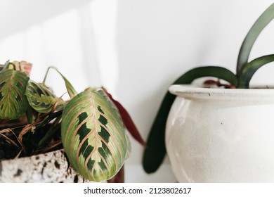 A Photo Of A Painted Plant Pot And A White Plant Pot On A White Shelf In A White Room