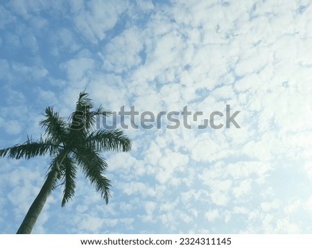 The photo of a palm tree is taken from the bottom of the tree, with a beautiful blue sky and white clouds in the morning in the background