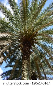 A Photo Of A Palm Tree From Underneath. 