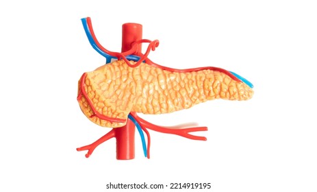 Photo of a pancreas mockup on a white background. For your design. - Shutterstock ID 2214919195