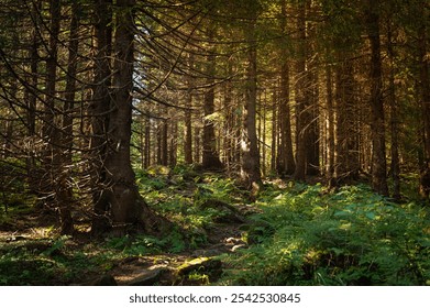 A photo of a path through a lush green forest with tall pine trees and ferns on the ground. The sun shines through the trees, creating a warm and inviting atmosphere - Powered by Shutterstock