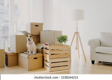 Photo of pedigree cute dog poses on pile of cardboard boxes with owner belongings, relocate in new flat, empty room with white walls, lamp and sofa, big window. Animals and Moving Day concept - Shutterstock ID 1538244215