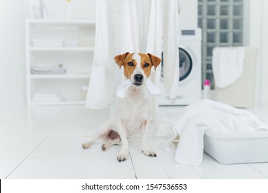 Photo Of Pedigree Dog Plays With White Laundry, Poses In Washing Room, Basin With Towels, Washer In Background, White Console. Playful Animal