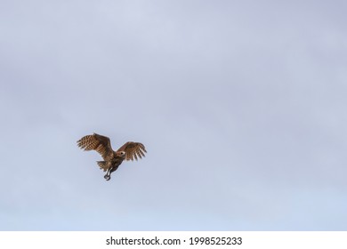 Photo Of The Pel's Fishing Owl In Flight