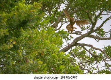 Photo Of The Pel's Fishing Owl Taking Off