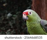 Photo of pet parrot in the garden of a home.