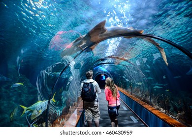 Photo Picture an Acquarium Full of Beautiful Tropical Fishes