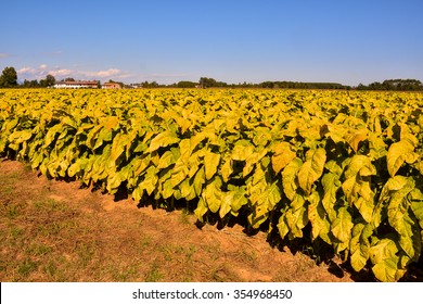 Photo Picture Of A Big Beautiful Tobacco Field