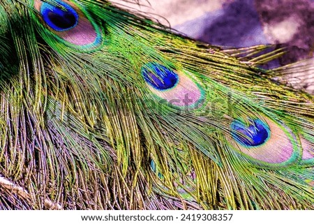 Photo Picture of a Colred Peacock Animal Bird