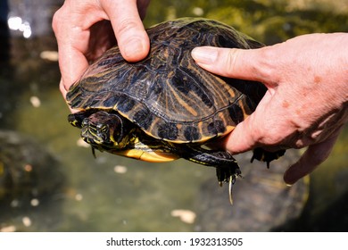 Photo Picture Common Turtle Slider Trachemys Stock Photo 1932313505 ...