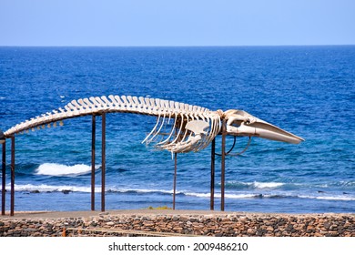 Photo Picture Of The Dry Whale Mammal Skeleton