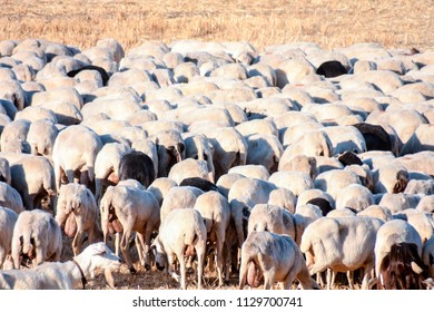 Photo picture flock of sheep in central spain - Shutterstock ID 1129700741