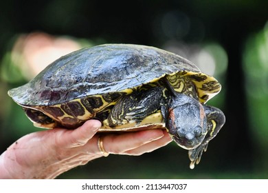 2,831 Turtle yellow ears Images, Stock Photos & Vectors | Shutterstock