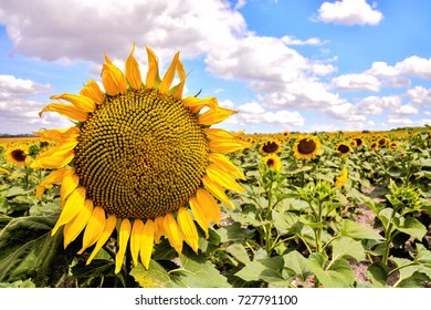 5,436 Sunflower fields france Images, Stock Photos & Vectors | Shutterstock