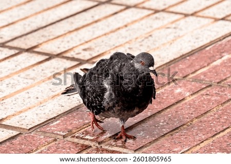 Photo picture of a wild bird animal pigeon dove