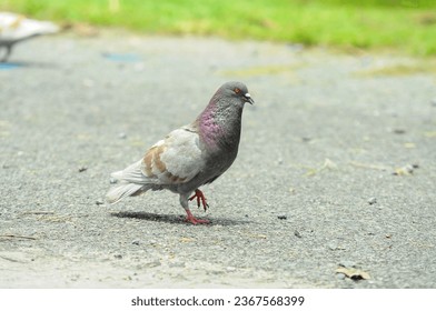 Photo of a pigeon bird with cold colours, selective focus and close up pigeon.
Pigeon close-up.