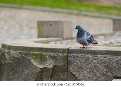 Photo of a pigeon Columba Livia, on the parapet of the sidewalk at the cloudy spring day. Urban birds and animals.  - Shutterstock ID 1985074562