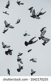 154 Murdered pigeon Images, Stock Photos & Vectors | Shutterstock