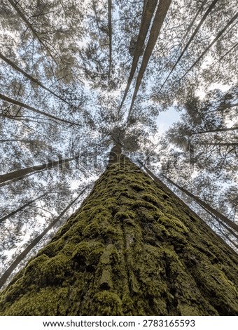 Photo pine tree bottom view 