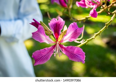 Photo Of A Pink Orchid Tree Flower At The Botanical Gardens In Kingstown, St. Vincent And The Grenadines.