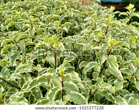 Similar – Image, Stock Photo Silver forest thickets