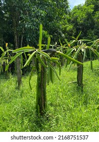 Photo Of The Plant Isis Gold, Aussie Gold, Austrian Golden Isis Or Dragon Fruit Golden, Pitaya Or Pitahaya Of The Cactus Species Of The Genus Selenicereus In The Family Cactaceae.