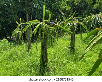 Photo Of The Plant Isis Gold, Aussie Gold, Austrian Golden Isis Or Dragon Fruit Golden, Pitaya Or Pitahaya Of The Cactus Species Of The Genus Selenicereus In The Family Cactaceae.