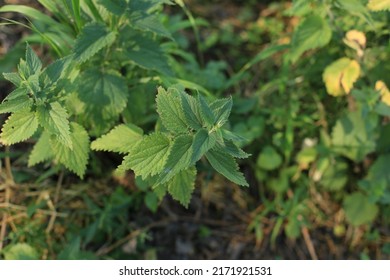 Photo of a plant nettle. Nettle with fluffy green leaves. Background Plant nettle grows in the ground. Nettle on a natural background in the morning