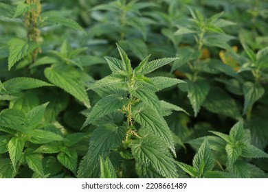 Photo of a plant nettle. Nettle with fluffy green leaves. Background Plant nettle grows in the ground. Nettle on a natural background