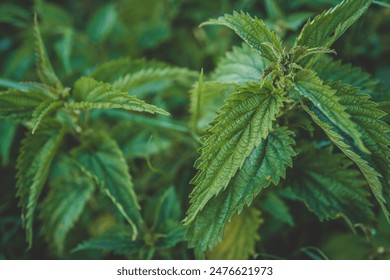 Photo of a plant nettle. Nettle with fluffy green leaves. Background Plant nettle grows in the ground. Nettle on a natural background.