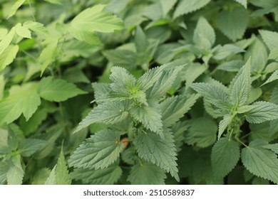 Photo of a plant nettle. Nettle with fluffy green leaves. Background Plant nettle grows in the ground. Nettle on a natural background