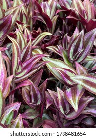 Photo of the plant,  Purple Wandering Jew Plant or Tradescantia pallid, a houseplant growing in an urban garden. - Shutterstock ID 1738481654
