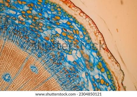 photo of plant tissue under the microscope