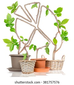 Photo Of Plants Growing From Pots Forming Graph Isolated On White