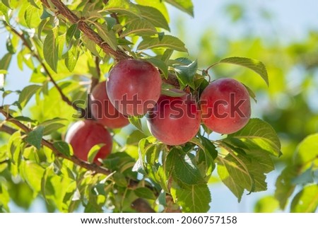 photo of plum among leaves