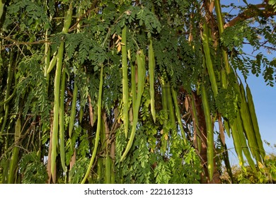 Photo Of A Portion Of Fruits, Leaves And Twigs On The Moringa Plant Itself