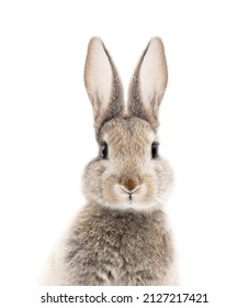 photo portrait of a bunny or rabbit on a white background for digital printing wallpaper, custom design 