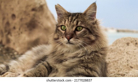 Photo Portrait Of A Proud Cat