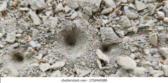 Photo Of A Predator Trap Ant Lion 