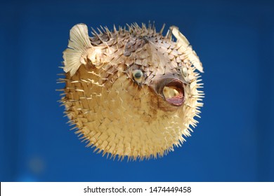 Photo of a prepared blowfish against bllue colored background